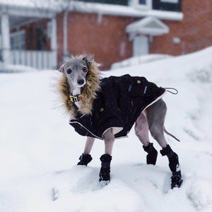 Black Canada Pooch True North Pet Parka